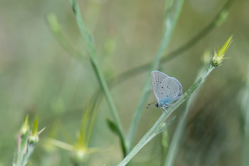 Lycaenidae / Mavi Osiris / / Cupido osiris