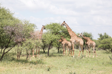 African Safari giraffe on Savannah