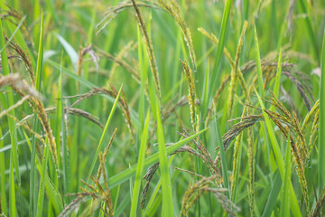 Closeup view of rice paddy in the rice terraces of Thailand,Harvest season of rice nature food background.Organic farm in Asian of Thai people.Blur focus and soft style.