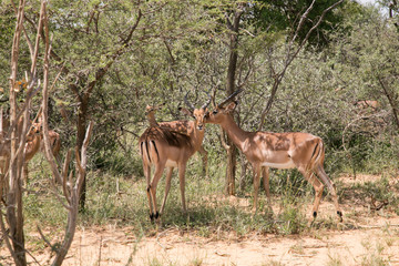 African Safari Impala in bush 