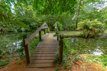 Obraz premium Bridge Through Green