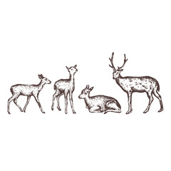 deer hand drawn illustration