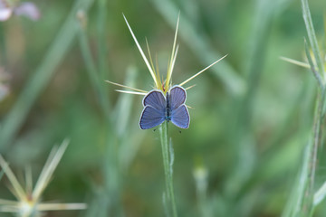 Lycaenidae / Çokgözlü Mavi / / Polyommatus icarus
