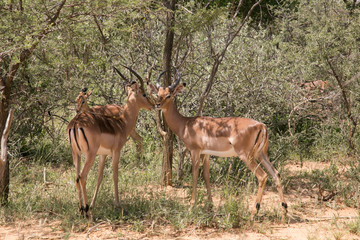 African Safari Impala in bush 