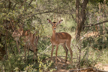 African Safari Impala in bush 