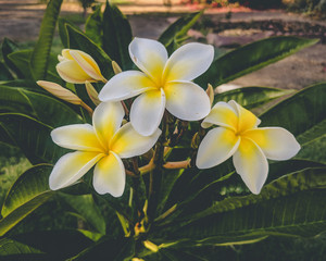 Fototapeta na wymiar White and Yellow Flower