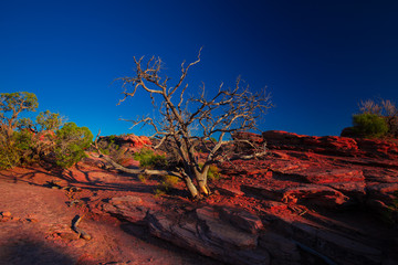 Arches National Park. Utah. USA.