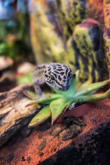 Common leopard gecko (Eublepharis macularius)