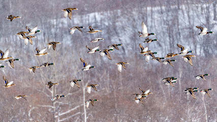 The Common Mallard