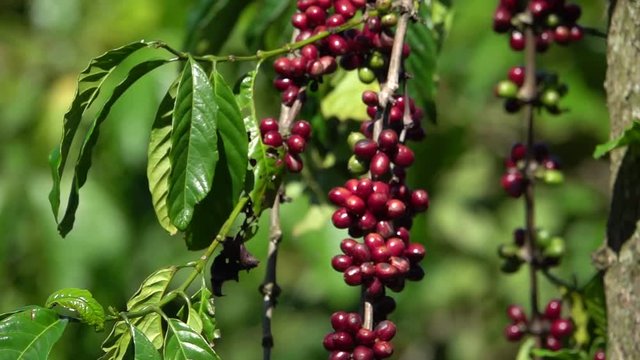 colorful coffee berries