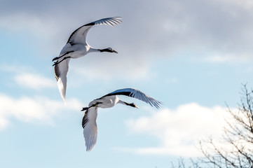 The Red-crowned Crane