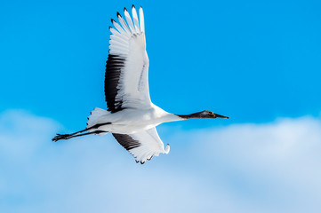 The Red-crowned Crane
