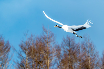 The Red-crowned Crane