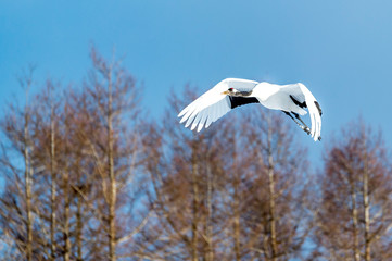 The Red-crowned Crane