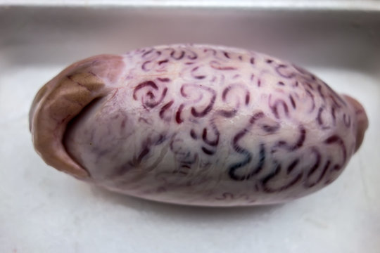 Bull testicles on a white plastic tray