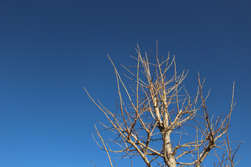 冬空と落葉樹