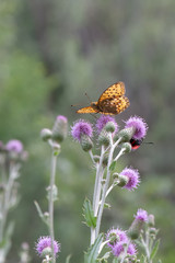 Nymphalidae / Güzel İnci / / Argynnis aglaja
