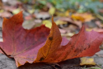 Naklejka na ściany i meble autumn leaf on the ground
