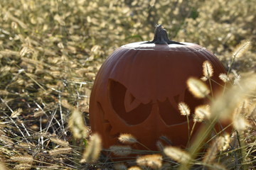 halloween pumpkin in the grass
