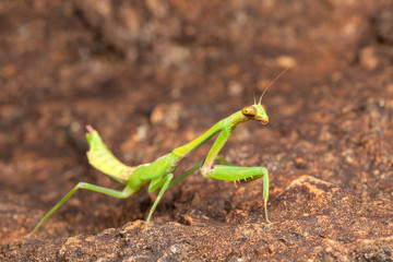 Green praying mantis