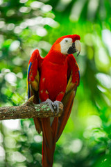 Parrots - Jungle Island, Miami, Florida. USA 