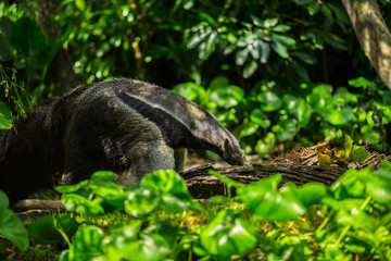 Giant anteater in forest. Florida. USA. 