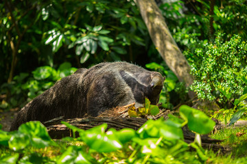 Giant anteater in forest. Florida. USA. 
