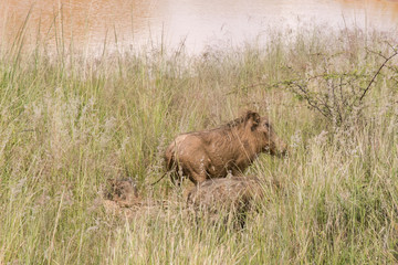 South African Safari wildlife bush pig