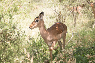 South African Safari wildlife impala