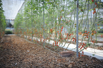 Fototapeta premium Fresh Tomatoes field.
