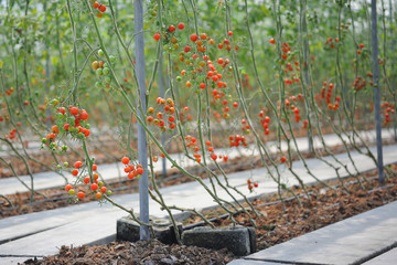 Fresh Tomatoes field.