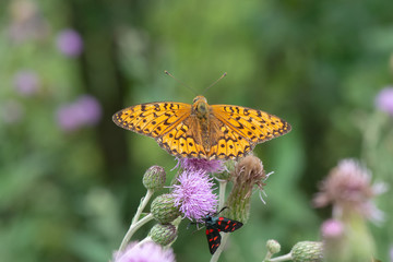 Nymphalidae / Güzel İnci / / Argynnis aglaja © Yasin