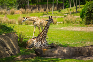 Giraffes are walking in a green meadow. Africa