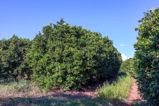 Orange grove in Brazil - mature fruits