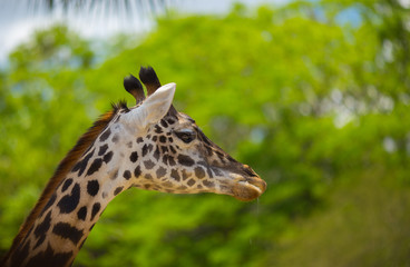 Giraffes are walking in a green meadow. Africa