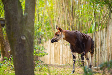 Okapi walking in Forest Park. The okapi (Okapia johnstoni), is a giraffid artiodactyl mammal native to the northeast of the Democratic Republic of the Congo in Central Africa. © miami2you