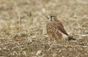 Naklejka na ściany i meble A Kestrel (Falco tinnunculus) perched on the ground after catching and eating a vole.