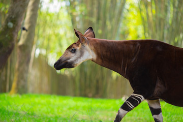 Okapi walking in Forest Park. The okapi (Okapia johnstoni), is a giraffid artiodactyl mammal native to the northeast of the Democratic Republic of the Congo in Central Africa. © miami2you