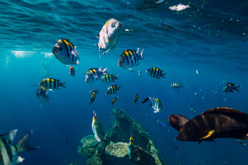 Underwater wild world with school fishes and sun rays