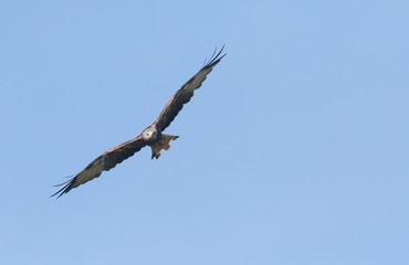 A hunting Red Kite (Milvus milvus) flying in the blue sky.	