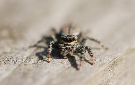 A fencepost Jumping Spider (Marpissa muscosa) hunting on a wooden fence.