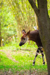 Okapi walking in Forest Park. The okapi (Okapia johnstoni), is a giraffid artiodactyl mammal native to the northeast of the Democratic Republic of the Congo in Central Africa.