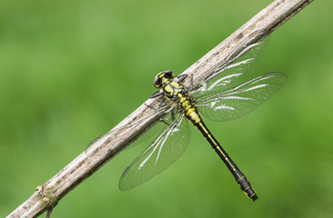 A rare Club-tailed Dragonfly (Gomphus vulgatissimus) perched on the stem of a plant.