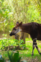 Okapi walking in Forest Park. The okapi (Okapia johnstoni), is a giraffid artiodactyl mammal native...