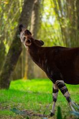 Okapi walking in Forest Park. The okapi (Okapia johnstoni), is a giraffid artiodactyl mammal native to the northeast of the Democratic Republic of the Congo in Central Africa. © miami2you