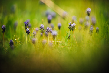 Grape Hyacinths. Spring Muscari armeniacum flowers in sunshine on a blurred background.