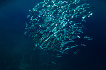 Naklejka na ściany i meble Underwater wild world with tuna fishes and sun rays