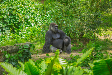 Gorilla sitting in a forest. Africa. 