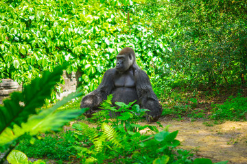 Gorilla sitting in a forest. Africa. 