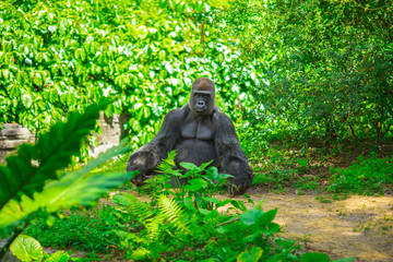 Gorilla sitting in a forest. Africa. 